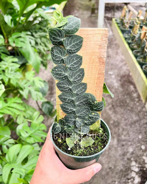 Rhaphidophora 'Cryptantha' at Jenisprouts