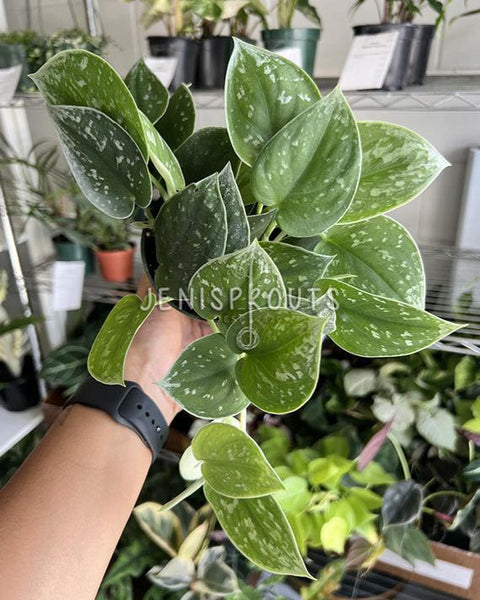 scindapsus pictus satin pothos silvery ann Scindapsus Pictus 'Silvery Ann' at Jenisprouts