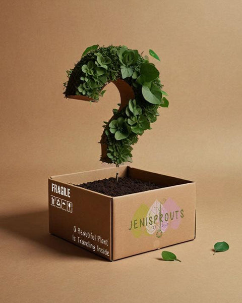 ShopifySurprisePlant_grande.