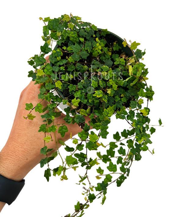 string of frogs succulent 4" String of Frogs (Ficus Mini Oak Leaf)