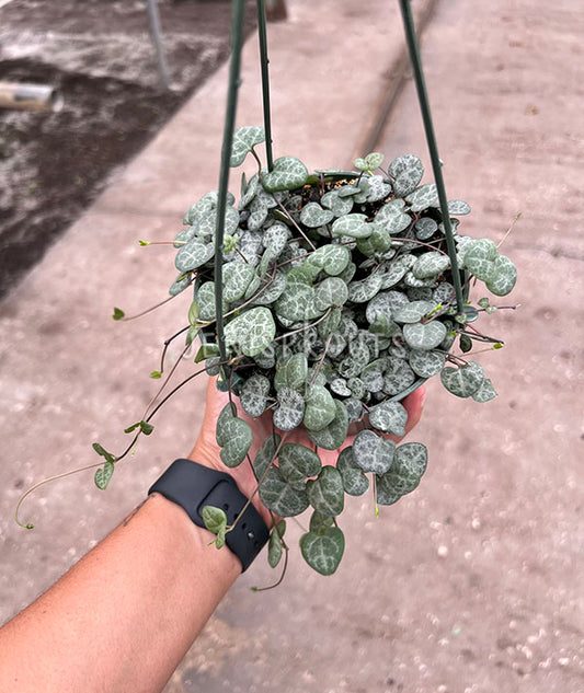 5" String Of Hearts (Ceropegia Woodii)