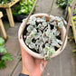 5" Variegated String Of Hearts (Ceropegia Woodii)