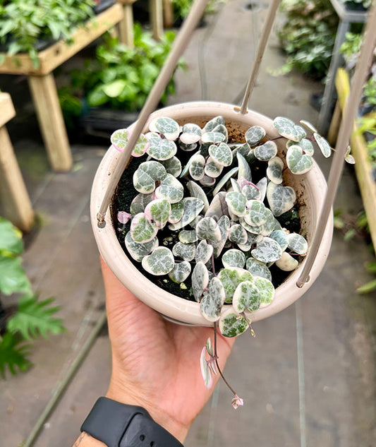 5" Variegated String Of Hearts (Ceropegia Woodii)