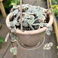 5" Variegated String Of Hearts (Ceropegia Woodii)