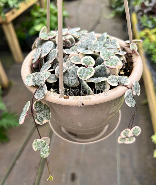 5" Variegated String Of Hearts (Ceropegia Woodii)