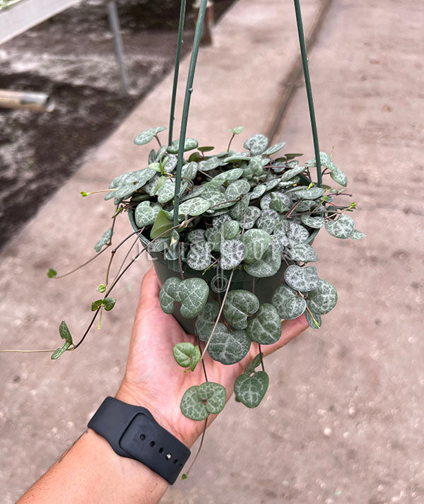 5" String Of Hearts (Ceropegia Woodii)