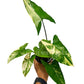 4" Syngonium Aurea