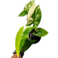 4" Syngonium Aurea