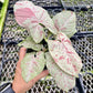 4" Syngonium Milk Confetti