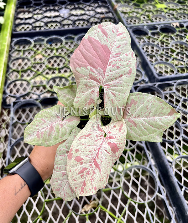 4" Syngonium Milk Confetti