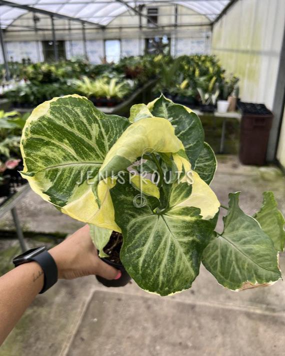 4" Syngonium Orm Thong