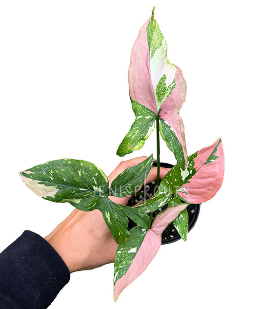 4" Syngonium Red Spot Tricolor