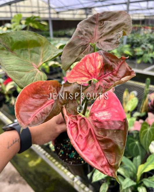 4" Syngonium Strawberry Ice Galaxy