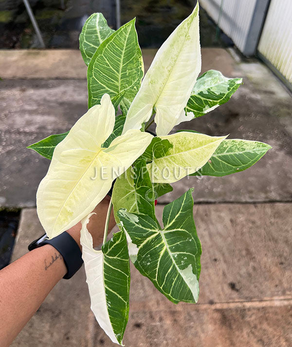 4" Syngonium Batik Variegated