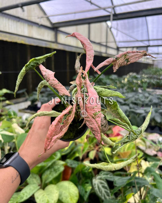 4" Syngonium Pink Rolli