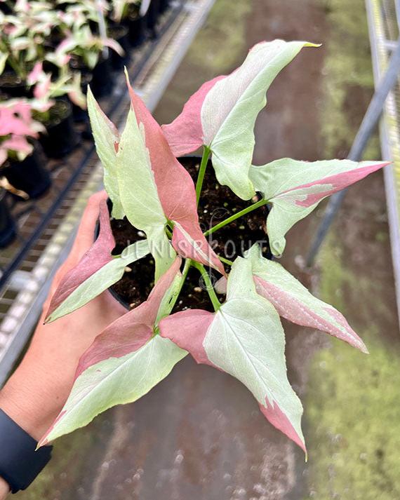 4" Syngonium Pink Salmon