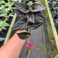 4" Syngonium Red Arrow