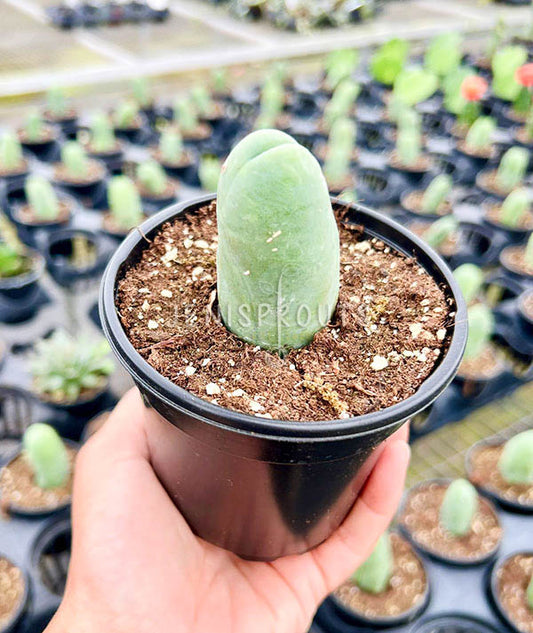 4” ‘Trichocereus Bridgesii Monstrose’ Cactus