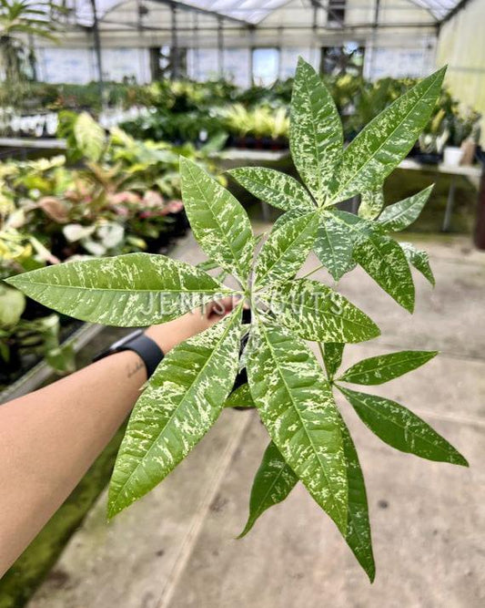 4" Variegated Money Tree