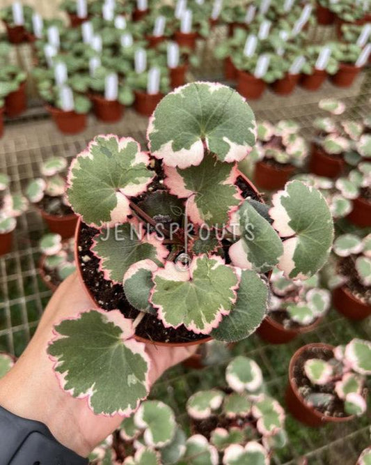 4" Begonia Strawberry Variegated