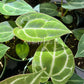 4" Anthurium Crystallinum