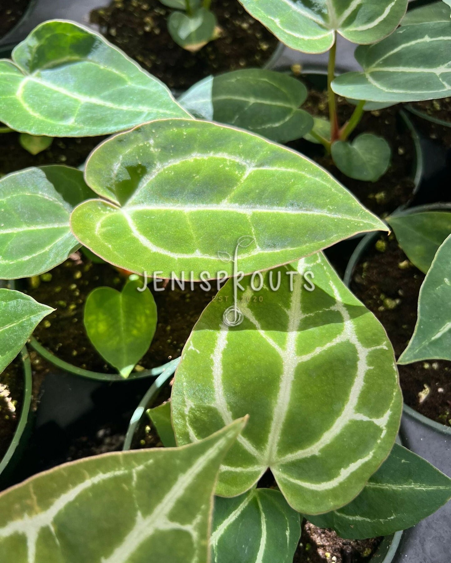 4" Anthurium Crystallinum