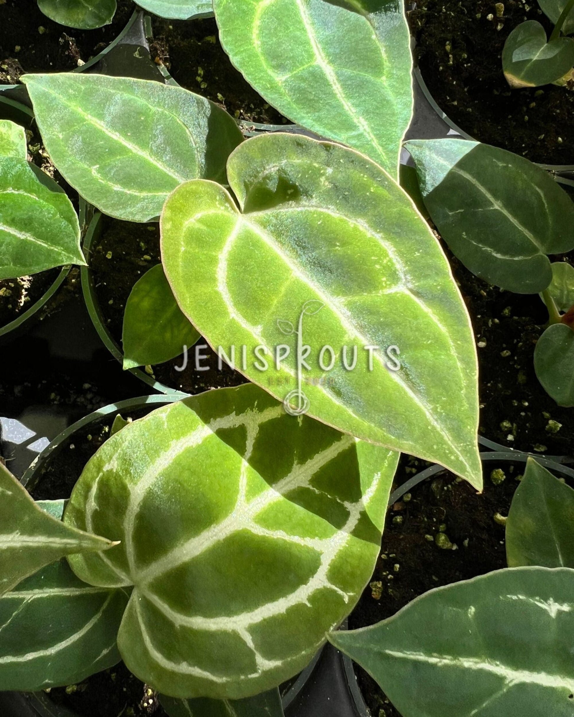 anthurium crystalinium 4" Anthurium Crystallinum at Jenisprouts