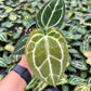 4" Anthurium Crystallinum