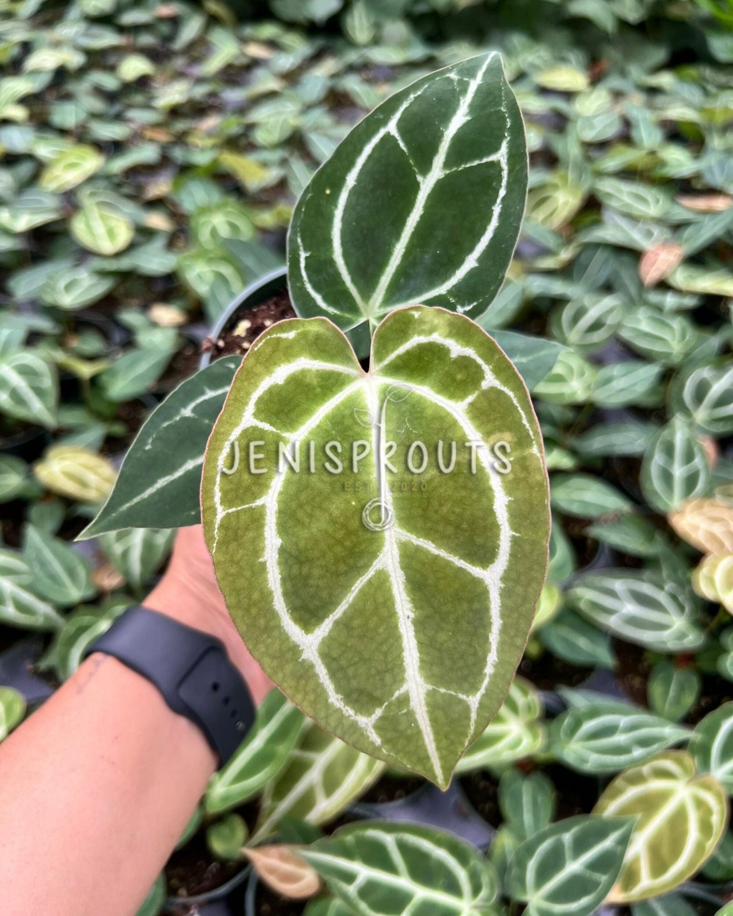 4" Anthurium Crystallinum