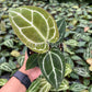 4" Anthurium Crystallinum