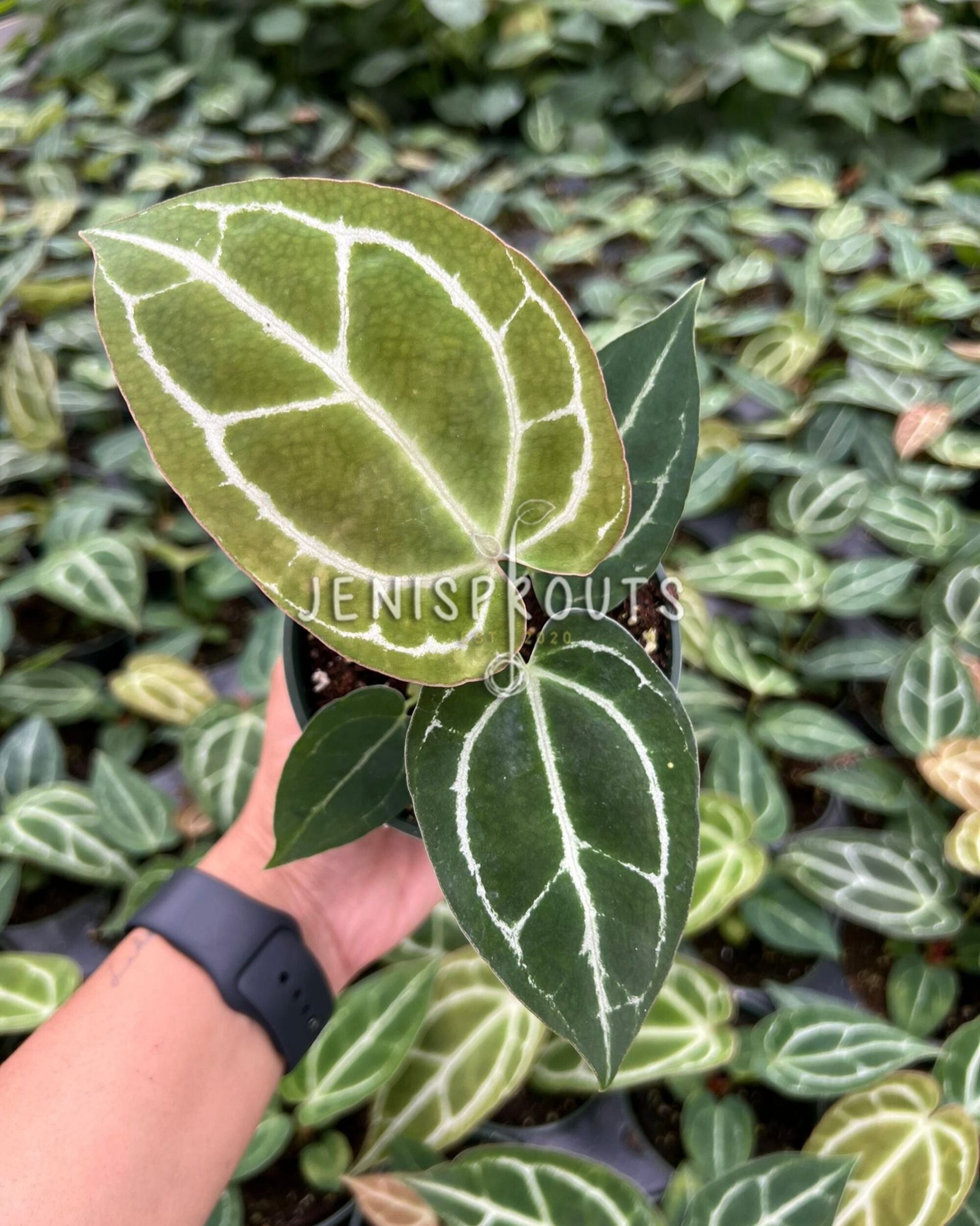 anthurium crystalinium 4" Anthurium Crystallinum at Jenisprouts