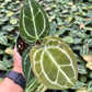 4" Anthurium Crystallinum