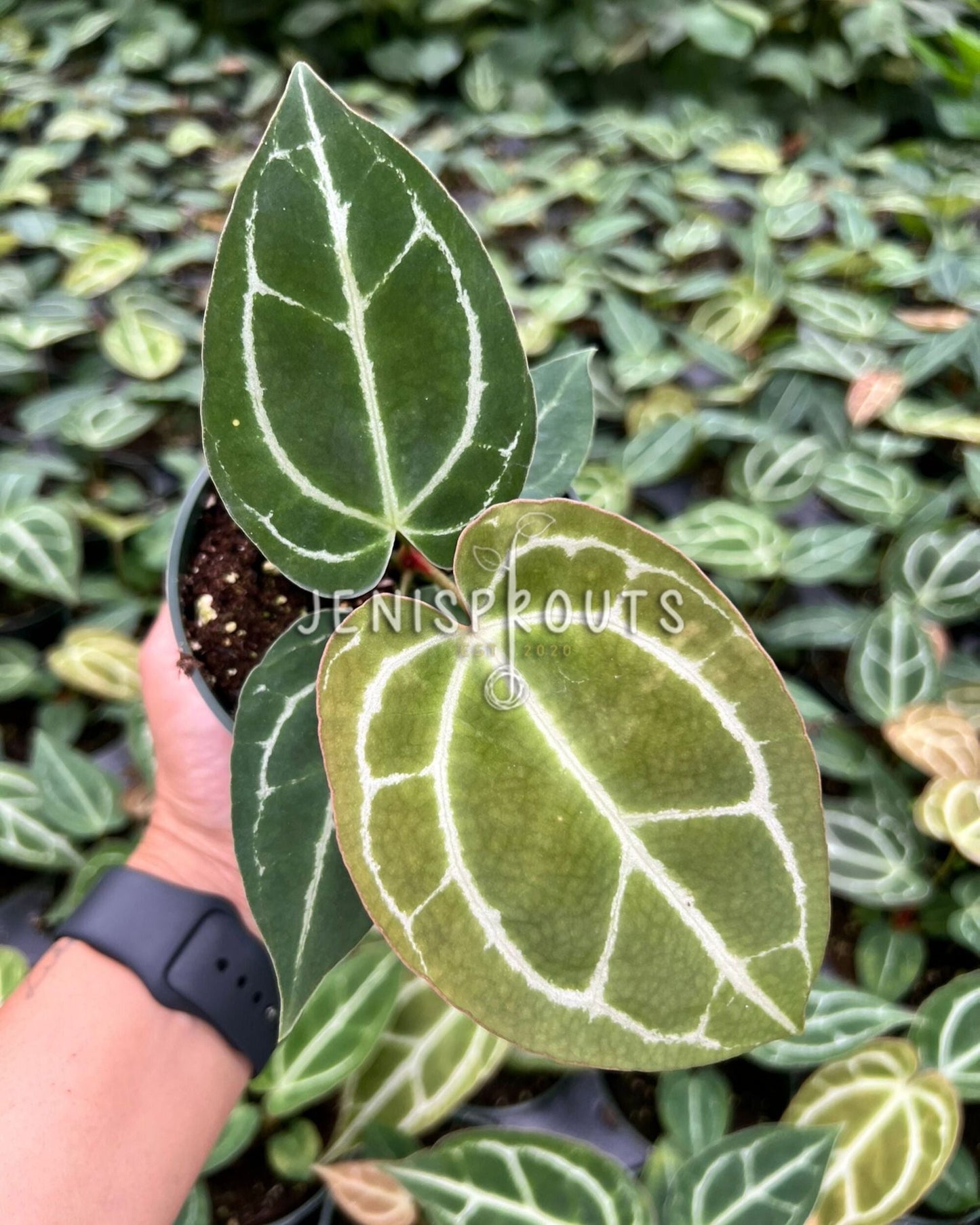 4" Anthurium Crystallinum