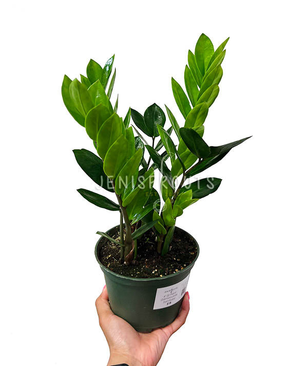 6" ZZ Plant (Zamioculcas Zamifolia)