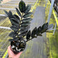 4"  ZZ Plant Raven (Black ZZ)