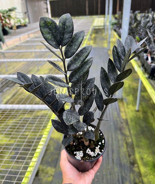 4"  ZZ Plant Raven (Black ZZ)