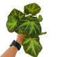 4" Begonia Soil Mutata