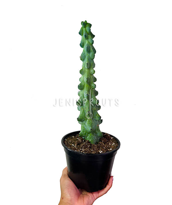 6" Boobie Cactus