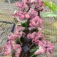 Mermaid Pink Cactus