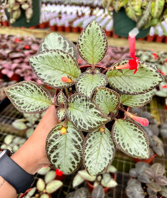 4" Episcia Silver Skies