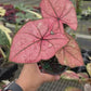 4” Caladium Scarlett