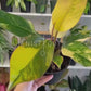 6” Philodendron Red Congo Variegated