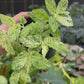 4” Begonia Peppermint