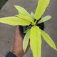 4" Philodendron Golden Crocodile
