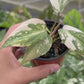 3" Philodendron Gloriosum Variegated