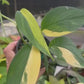 4” Scindapsus Perakensis Variegated