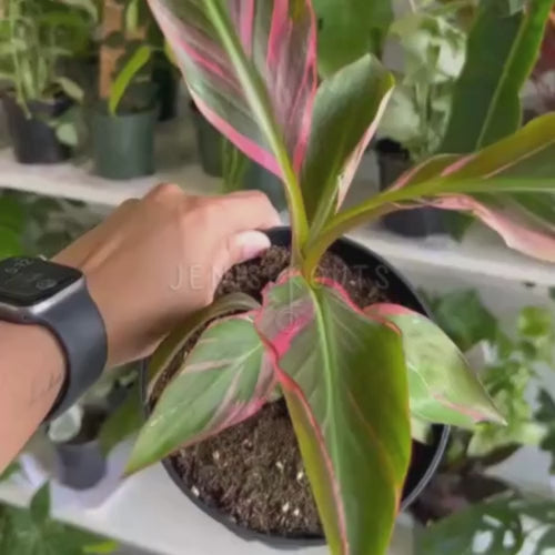 斑入りバナナ ムサノノ(ピンク)Musa nono pink variegata 選択可能】ムサ 'ノノ ピンク斑入り'（バナナ） – RARE PLANTS