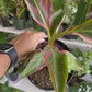 6” Musa NoNo Pink Variegated Banana