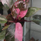 4" Philodendron Pink Princess Marble