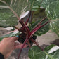 4" Philodendron White Knight Galaxy